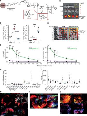 Lymph Node-Targeted Synthetically Glycosylated Antigen Leads to Antigen-Specific Immunological Tolerance